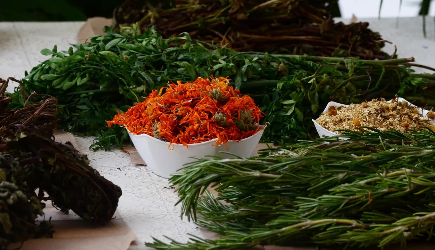 Extraction de plantes — atelier Terres d'Ocre